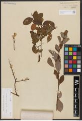 Salix aurita L. x Salix starkeana Willd.